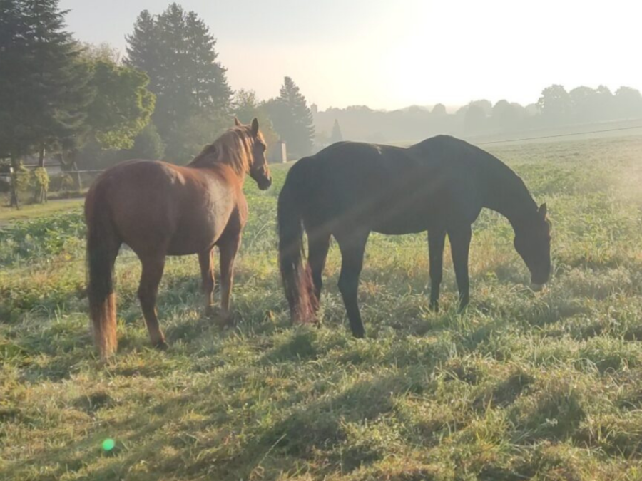 Pferd Fokus Videoanalyse mit Alev Röderer